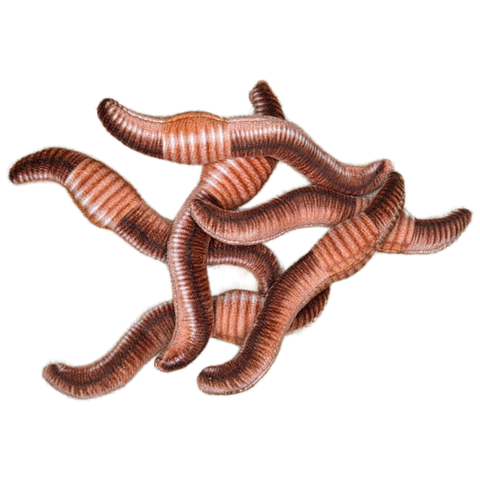 Can O' Worms - EcoFriendly Plush Gift for Fishermen w/Jokes: Pop Top Lid